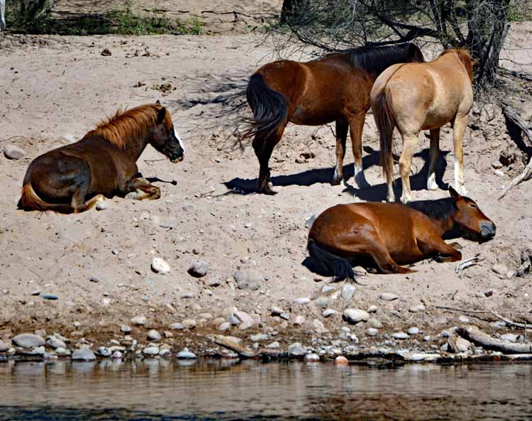 mustangs